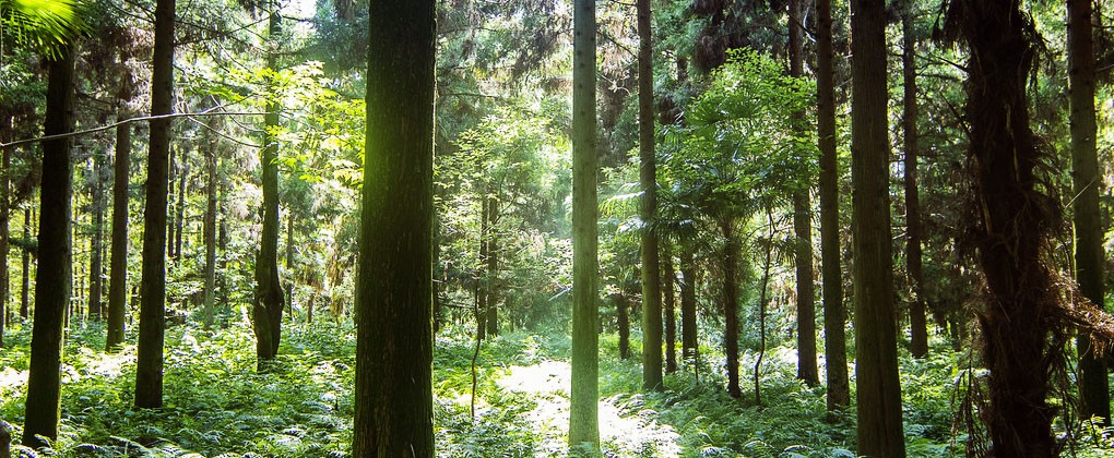 8866体育官网 CLT木结构产品展示