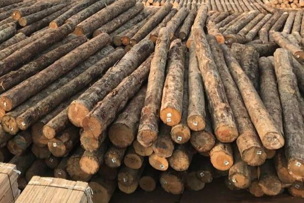 山东市场实地验证：交割前的现货博弈与高价隐忧(图1)